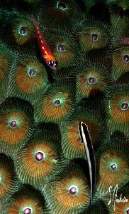 "Faceoff" This Cleaning Goby and this baby Cardinal fish ... by Steven Anderson 
